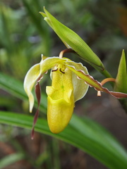 Phragmipedium longifolium