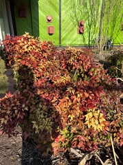 Nandina domestica