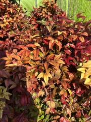 Nandina domestica