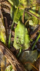 Echinodorus berteroi