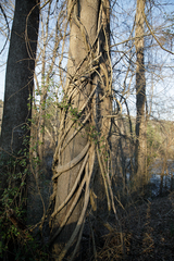 Aristolochia tomentosa