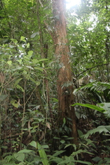 Minquartia guianensis