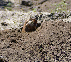 Ctenomys