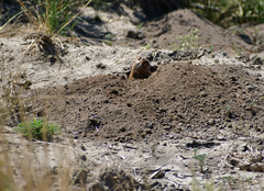 Ctenomys