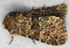 Pseudobryomima fallax