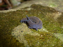 Peripatopsidae
