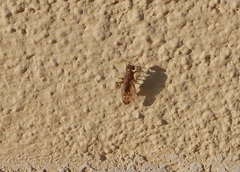 Opomyza germinationis