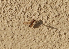 Opomyza germinationis