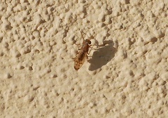 Opomyza germinationis