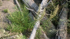 Artemisia longifolia