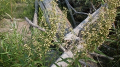 Artemisia longifolia