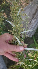 Artemisia longifolia