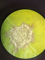 Cephaleuros virescens