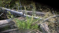 Artemisia longifolia