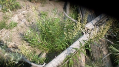 Artemisia longifolia
