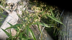 Artemisia longifolia