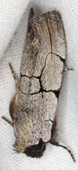 Sympistis ragani