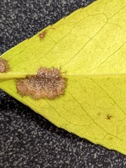 Cephaleuros virescens