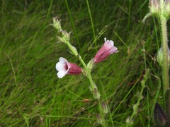 Centranthera cochinchinensis