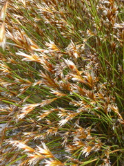 Restio impolitus