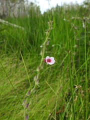 Centranthera cochinchinensis