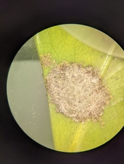Cephaleuros virescens