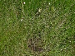 Centranthera cochinchinensis