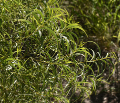 Acacia leptostachya