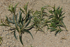 Acacia leptostachya