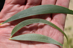 Acacia leptostachya