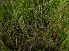 Centranthera cochinchinensis