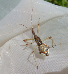 Epidaus tuberosus