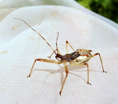 Epidaus tuberosus