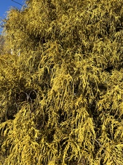 Cupressoideae