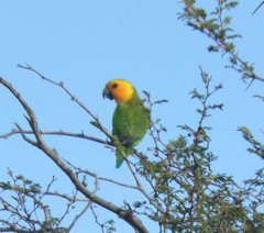 Eupsittula pertinax xanthogenia