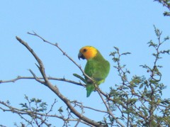 Eupsittula pertinax xanthogenia