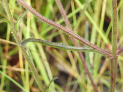 Centranthera cochinchinensis