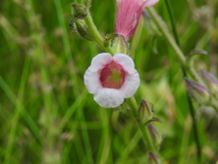 Centranthera cochinchinensis