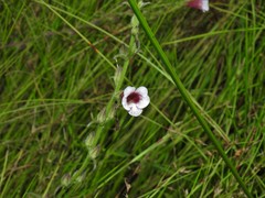 Centranthera cochinchinensis
