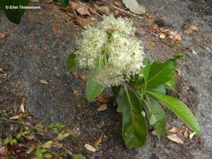 Hydrangea serratifolia