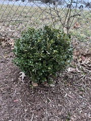 Buxus