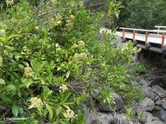 Hydrangea serratifolia