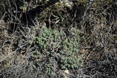 Teucrium gnaphalodes