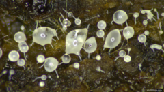 Gloiosphaera