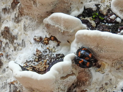 Aulacocheilus quadripustulatus