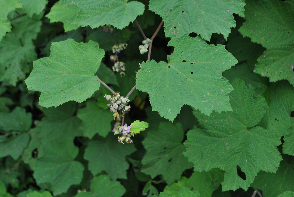 Rubus setchuenensis (Rubus setchuenensis)