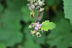 Rubus setchuenensis