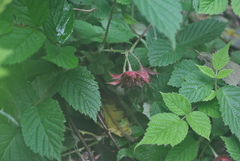 Rubus lasiostylus