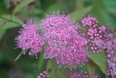 Spiraea purpurea