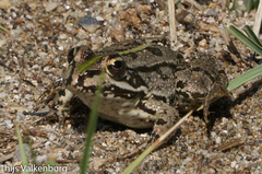 Pelophylax bedriagae